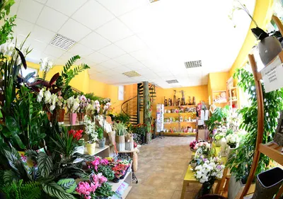 Salon kwiatowy „Flora”. Nowak M.